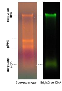 Сравнение окраски бромидом этидия и SYBR Green
