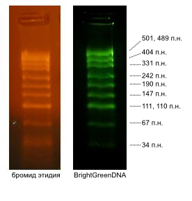 Сравнение окраски бромидом этидия и SYBR Green